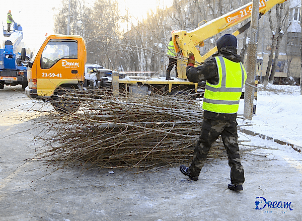 Обрезка деревьев