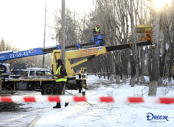 Спил деревьев