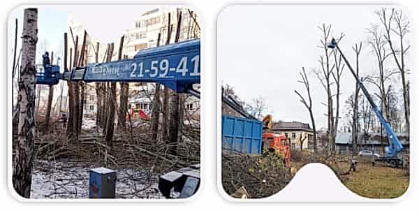 Обрезка и снос деревьев