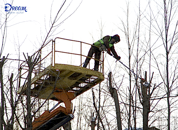 Обрезка деревьев