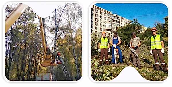 Обрезка и снос деревьев