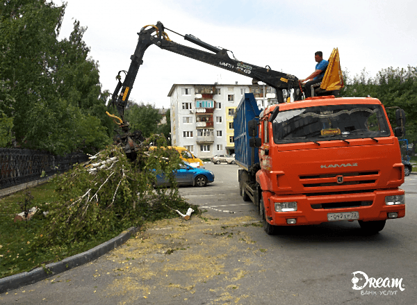 Спил деревьев