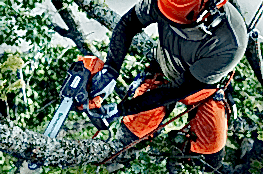 Обрезка и снос деревьев