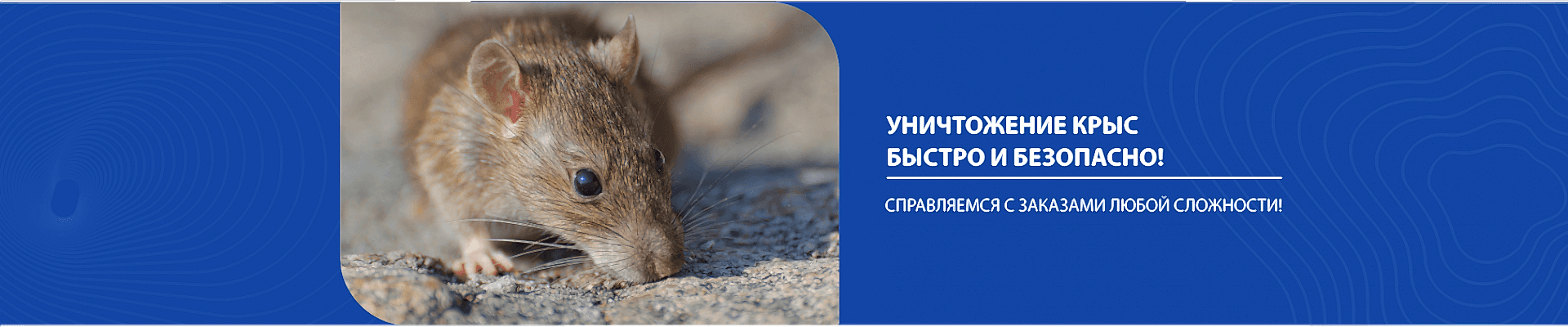 Уничтожение крыс