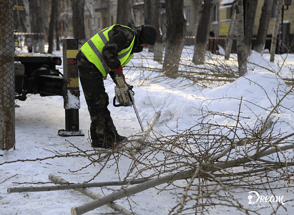 Спил деревьев