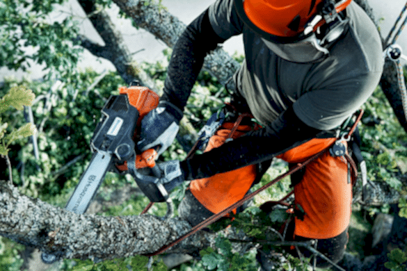 Спил деревьев